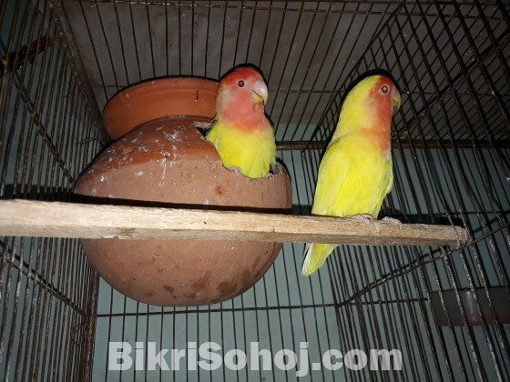 loveBird